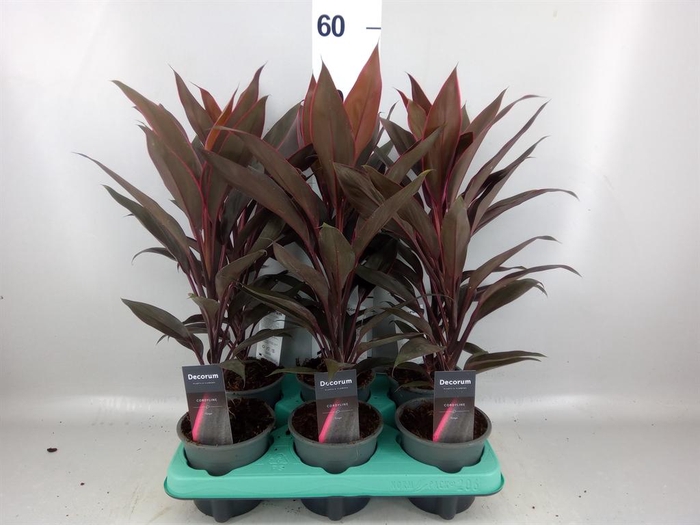 <h4>Cordyline fruti. 'Tango'</h4>