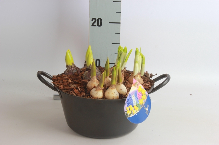 <h4>ARR BOL KNOLGEWAS</h4>