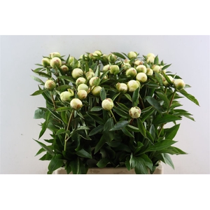 Paeo L Duchesse De Nemours Xl