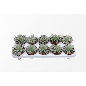 Haworthia Cymbiformis 