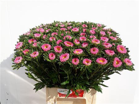 <h4>Callistephus Mats Pink</h4>