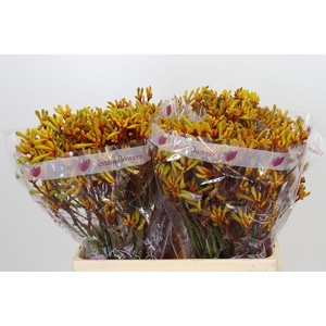 Anigozanthos Gold Fever