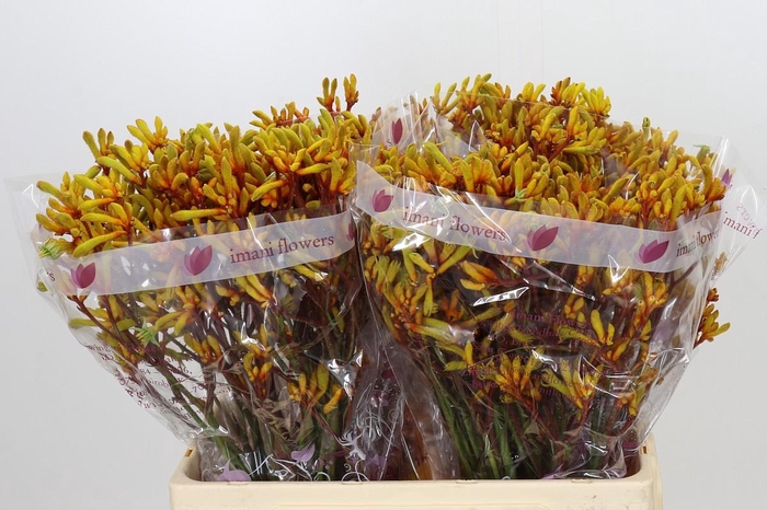 <h4>Anigozanthos Gold Fever</h4>