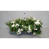 Solanum jasminoides