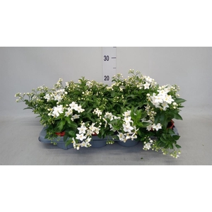 Solanum jasminoides