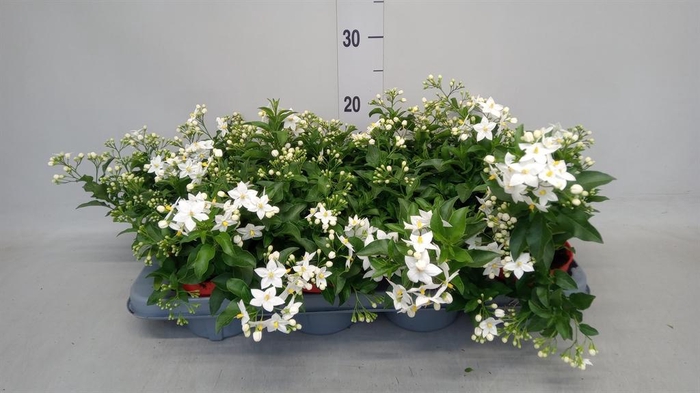 <h4>Solanum jasminoides</h4>