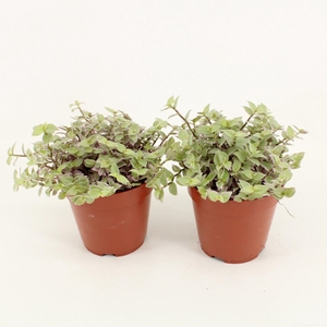 Callisia Rosata