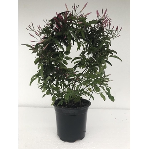 JASMINUM POLYANTHUM P11 ROOD