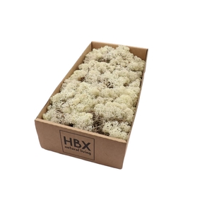 Moss Reindeer Moss 500gr Naturel
