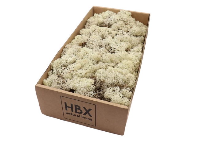 <h4>Moss Reindeer Moss 500gr Naturel</h4>