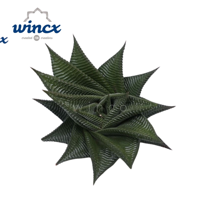 Haworthia Limifolia Twist Cutflower Wincx-8cm