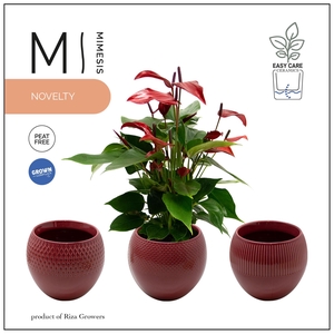 Mimesis Anthurium KARMA Lava - Bolivia Burgundy