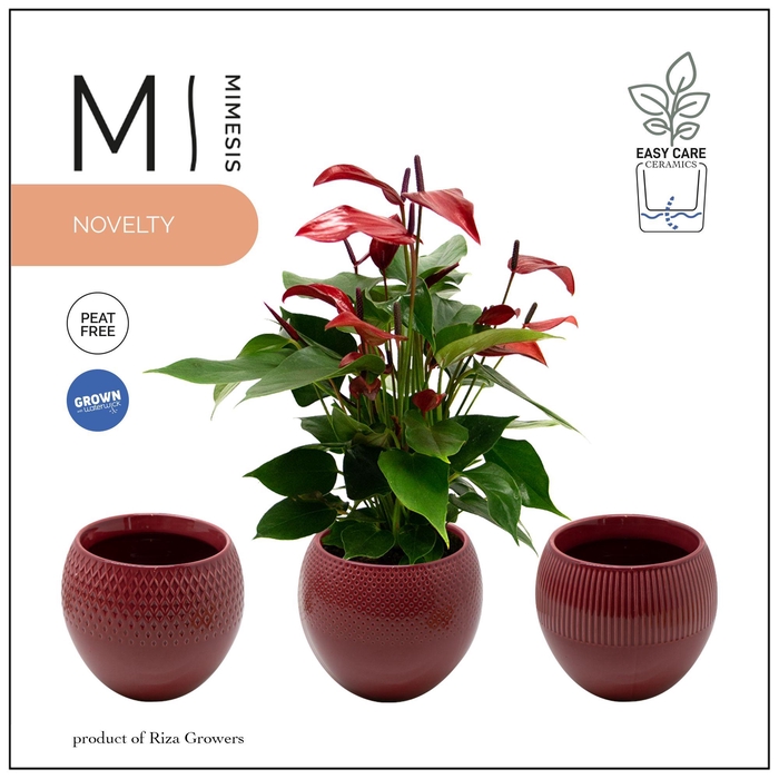 <h4>Mimesis Anthurium KARMA Lava - Bolivia Burgundy</h4>