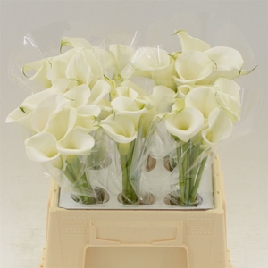 Calla White Art