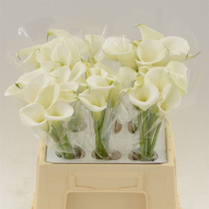 <h4>Calla White Art</h4>