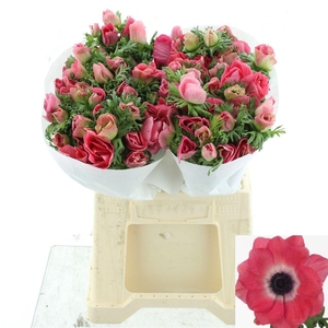 ANEM CO MIS + PINKIE