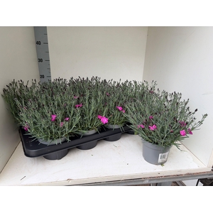 DIAN CARYOPHYLLUS