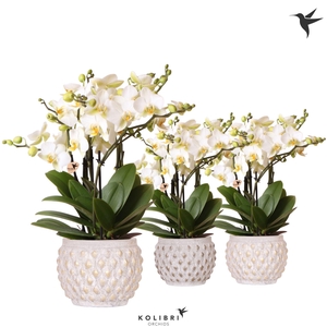 Kolibri Orchids Phalaenopsis Blossom Lausanne 6 spike in Marrakesh pot gold-copper