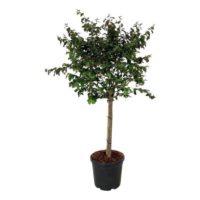 <h4>Parrotia persica 'Bella'</h4>