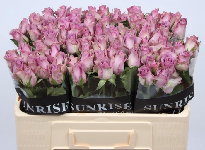 <h4>R GR NIGHTINGALE!</h4>