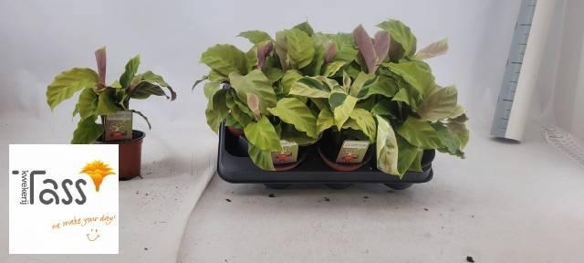 <h4>CALAT FUSION YELLOW</h4>