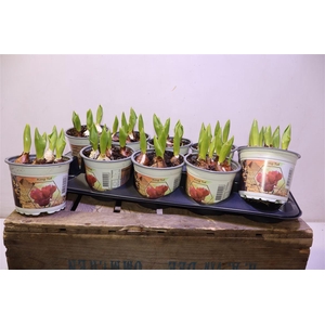 arr8 Tul Pa King Tut Red Parrot