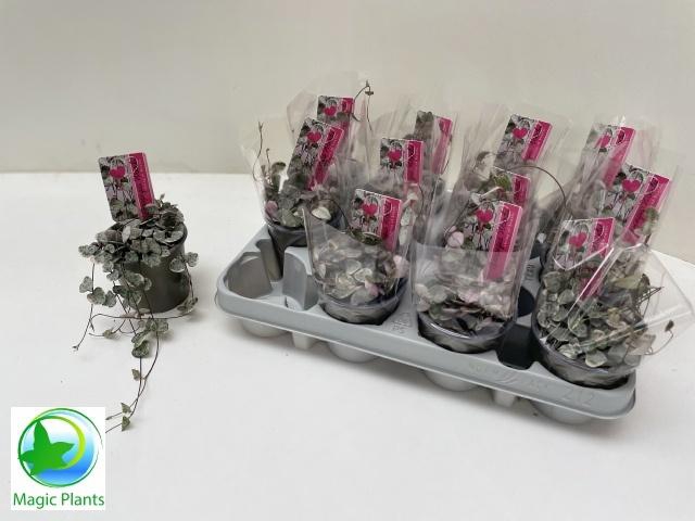 <h4>CEROP WO VARIEGATA</h4>