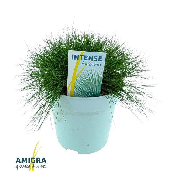 <h4>Festuca gautieri Amigreen</h4>