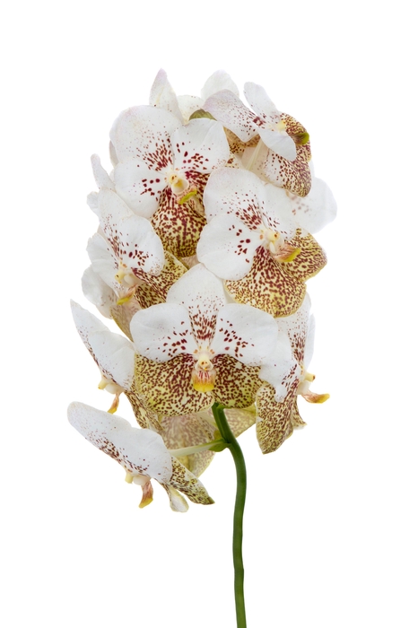 <h4>Vanda Yellow Spot 339</h4>