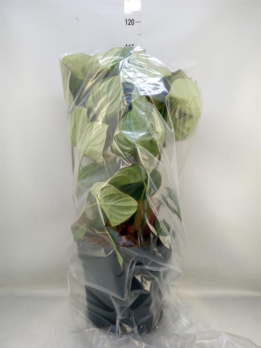 <h4>Philodendron   ...</h4>