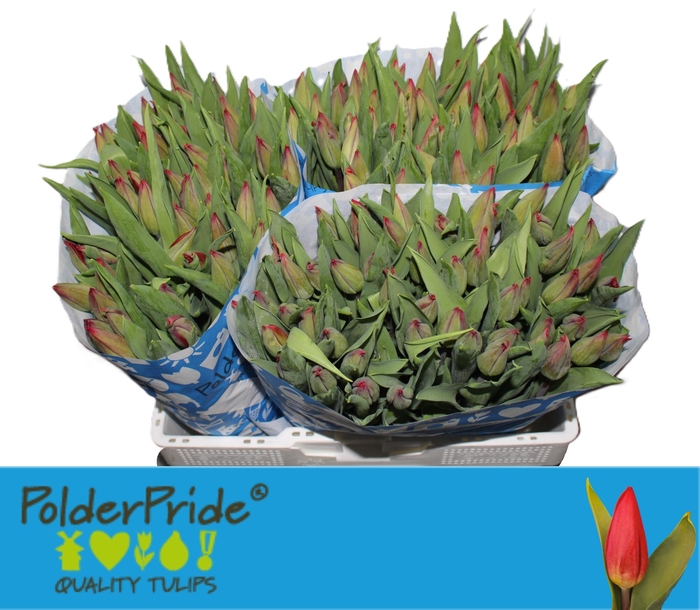 <h4>TU EN STRONG LOVE</h4>