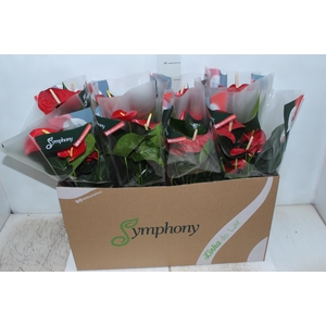ANTHURIUM QUERIDA P15