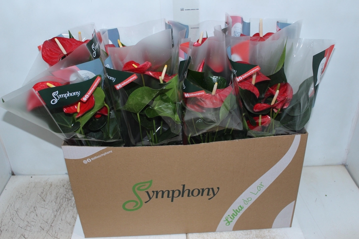 <h4>ANTHURIUM QUERIDA P15</h4>