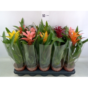 Guzmania   ...mix