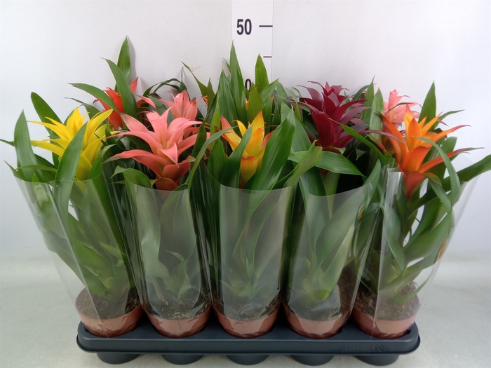 <h4>Guzmania   ...mix</h4>