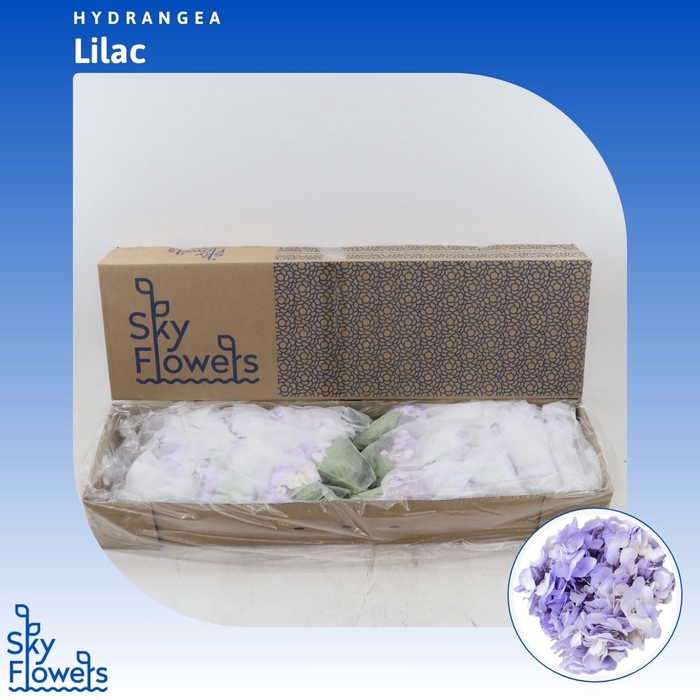 <h4>Hydrangea Lilac</h4>