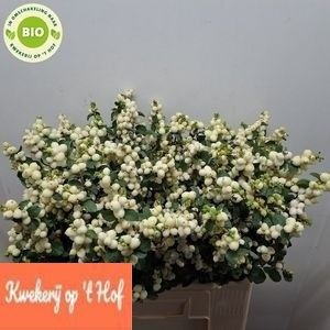 <h4>SYMPHO MAG LEMO LIME</h4>