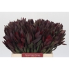 Leucadendron Saf Sunset Dark R.