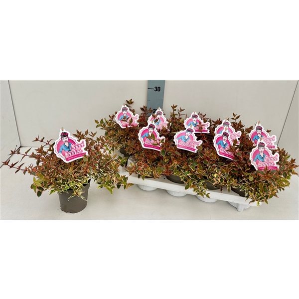 <h4>Abelia Lady Peach 11T</h4>