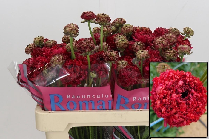 <h4>RAN PDLE CHAOUEN II</h4>