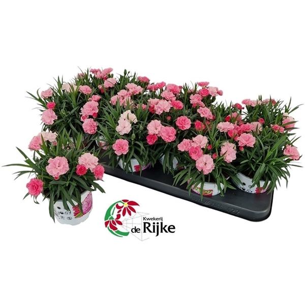 <h4>Dianthus IloveU</h4>