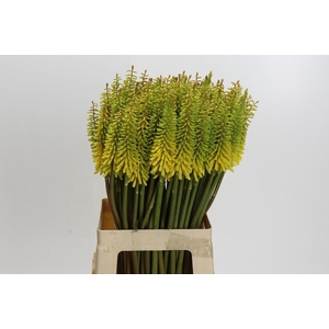 Kniphofia Sunningdale Yellow