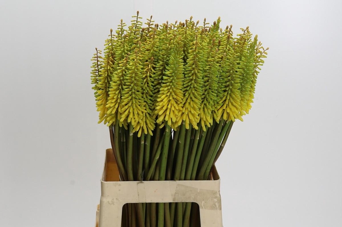 <h4>Kniphofia Sunningdale Yellow</h4>