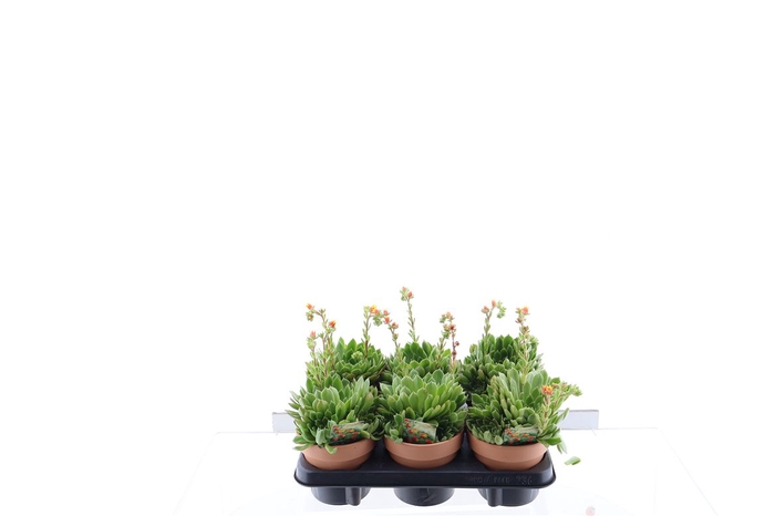 <h4>Echev Setosa Keramiek Terracotta</h4>