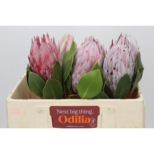 Protea Cynaroides