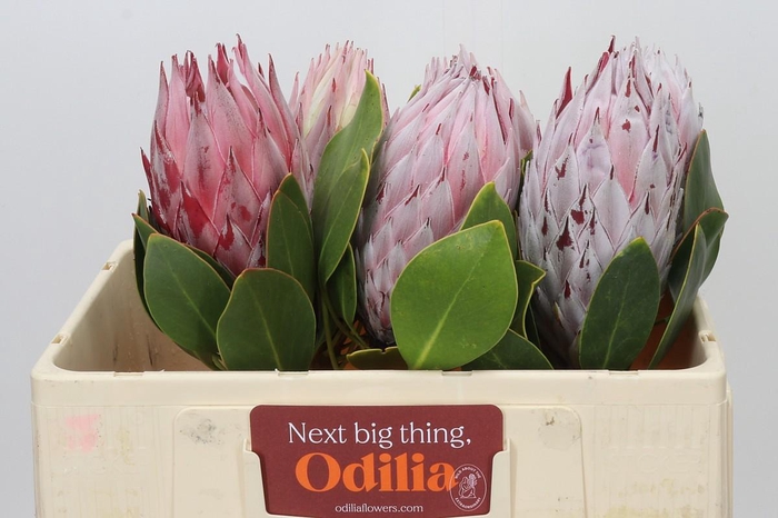 <h4>Protea Cynaroides</h4>