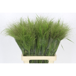 Panicum Fountain