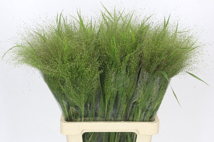 <h4>Panicum Fountain</h4>