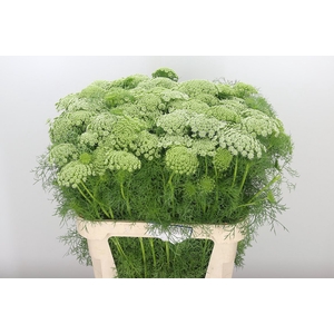 FREILAND AMMI