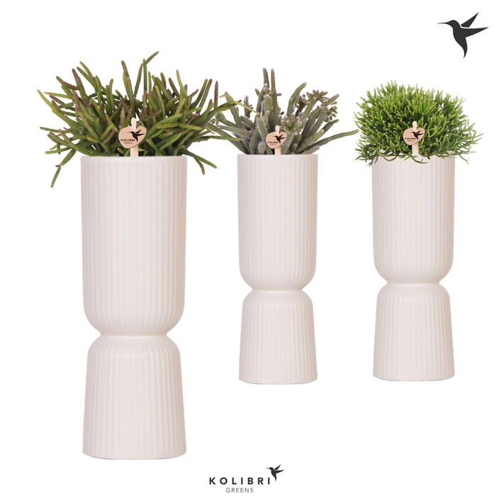 <h4>Kolibri Greens Rhipsalis mix in Diabolo Fall pot travertine</h4>